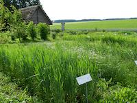 Geschichtsdorf - Vorgeschichtlicher Garten